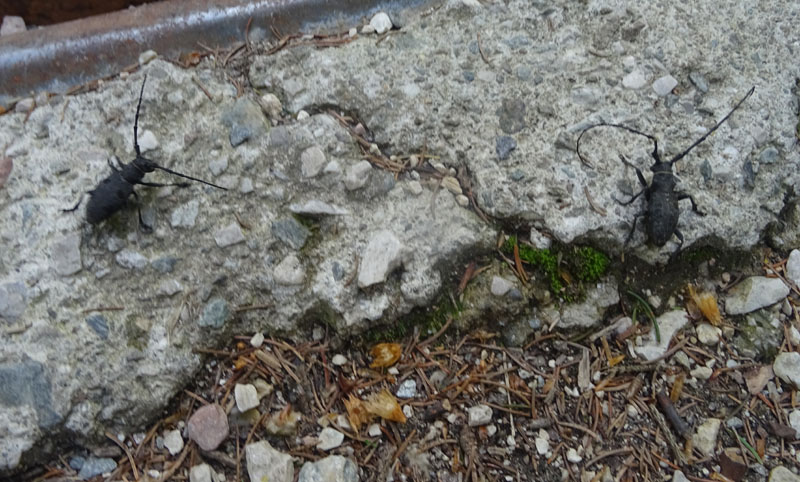 Morimus asper asper (m. e f.) Cerambycidae